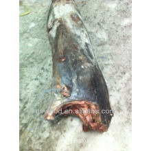 frozen sailfish 10kg up